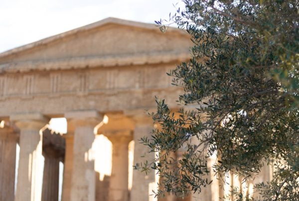 sicilian culture and traditions blog temple and olive tree