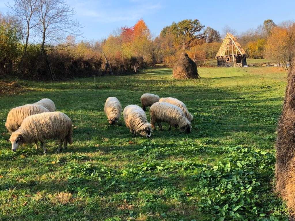 maramures romania sheep in a field