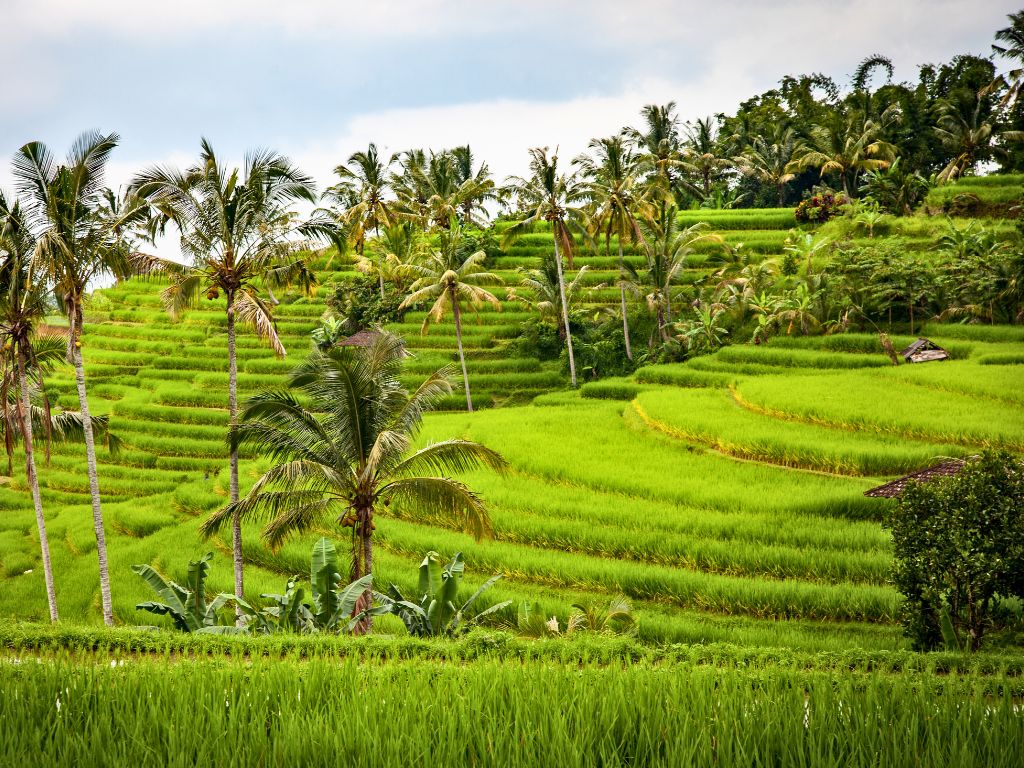 rice terraces in bali indonesia