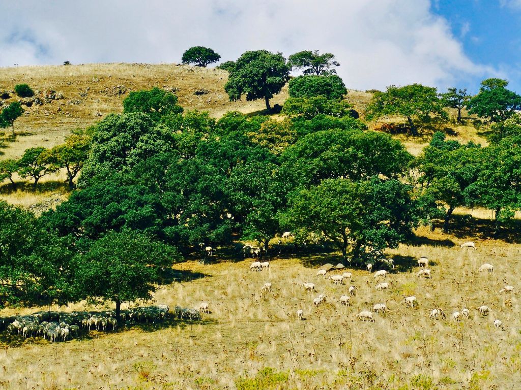 sardinian countryside and sheep