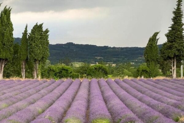 provence vs french riviera lavender fields