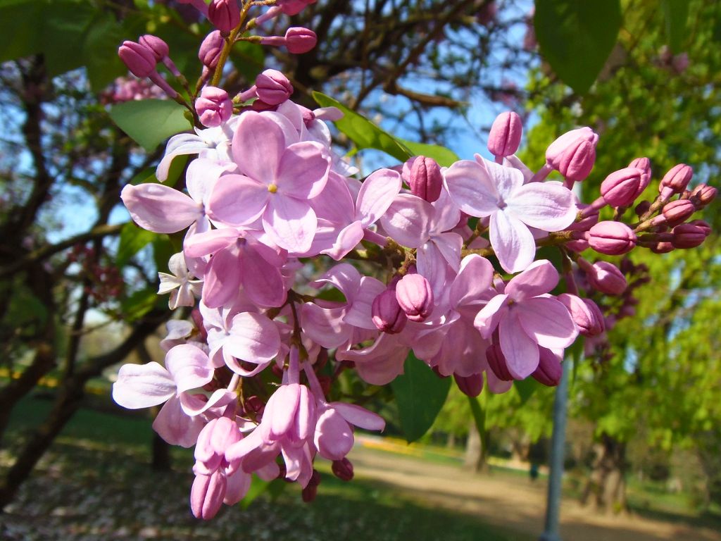 close up image of pink blossom in park on margaret island