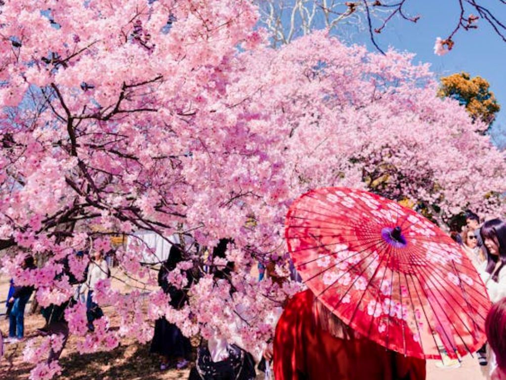 cherry blossom in japan with woman holding parasol in foreground