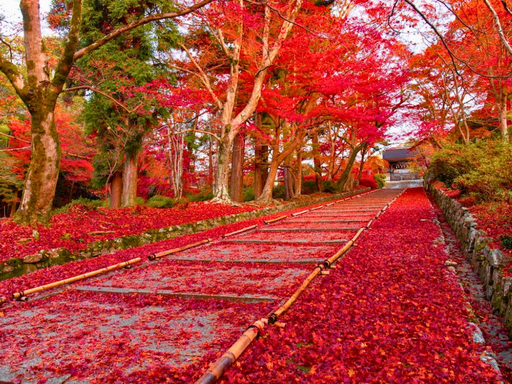 red fall leaves in japan