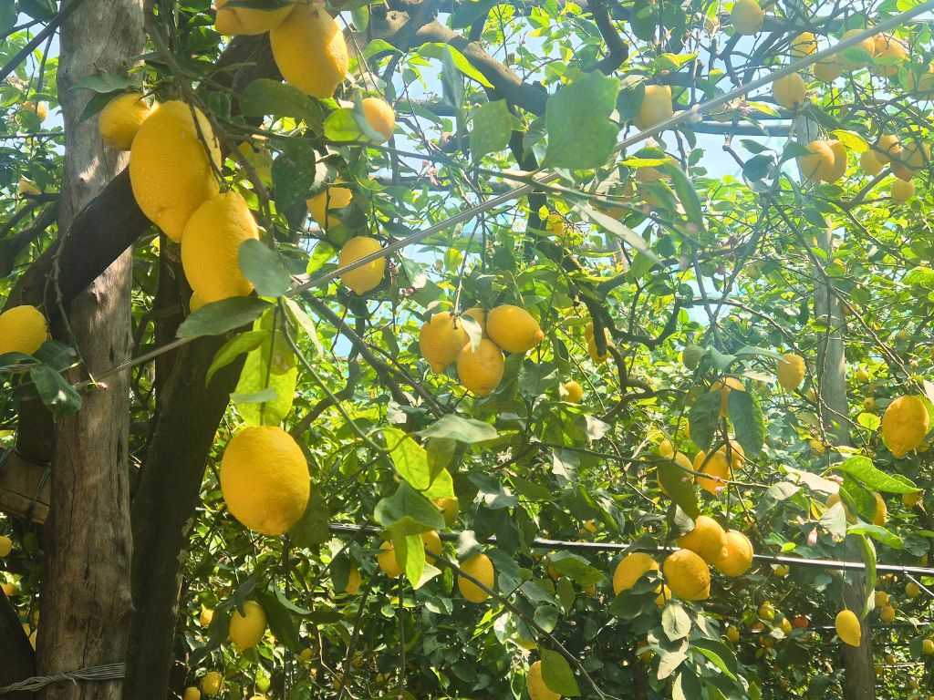 close up of lemon trees in sorrento